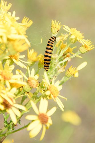 Geel / zwarte rups tussen gele bloemen.
