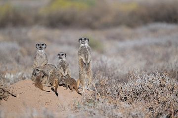 Meerkats warm up by the rising sun by Lex van Doorn