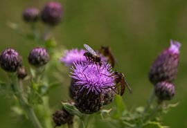 Field thistle with two flies