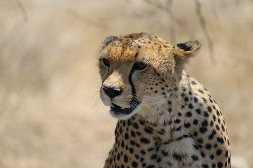 Cheetah in Tanzania.
