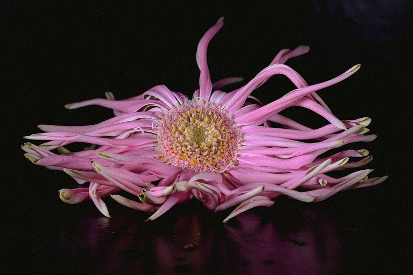 Stillleben mit blume farbe von Roland de Zeeuw