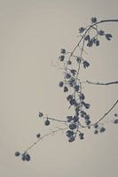Soft nature