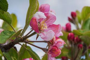 Fleur de pommier rose