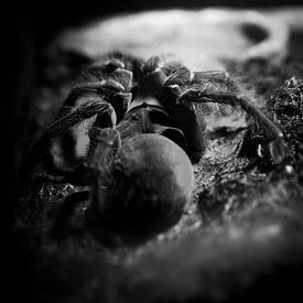 The little spider by JustPictures_bySven