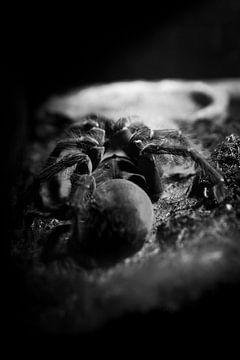 The little spider by JustPictures_bySven