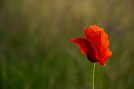 Die schönste Mohnblume von Kimfaesdesign