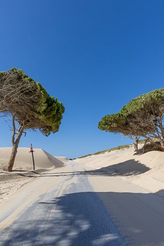 Een weg met pijnbomen en een duin, Duna de Valdevaqueros, Tarifa, Andalusië, Spanje