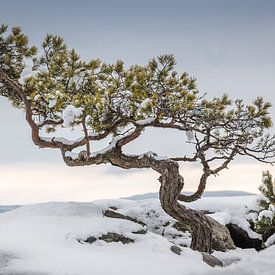 Verweerd grenen op de Lilienstein van Jürgen Schmittdiel Photography