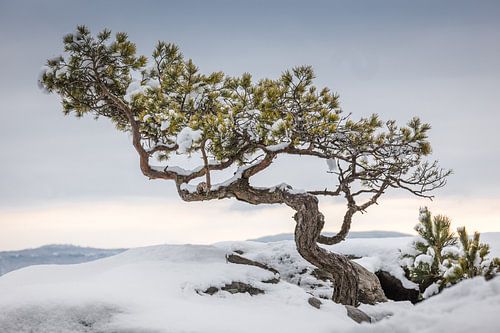Verweerd grenen op de Lilienstein van Jürgen Schmittdiel Photography