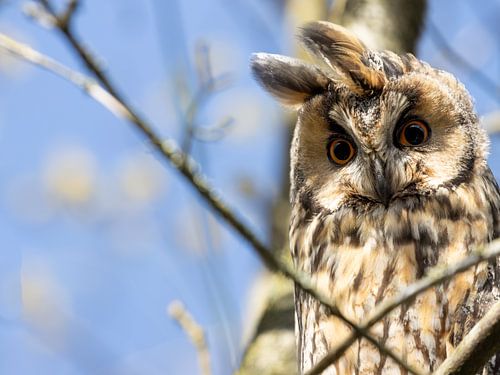 Beau hibou moyen-duc dans l'arbre.
