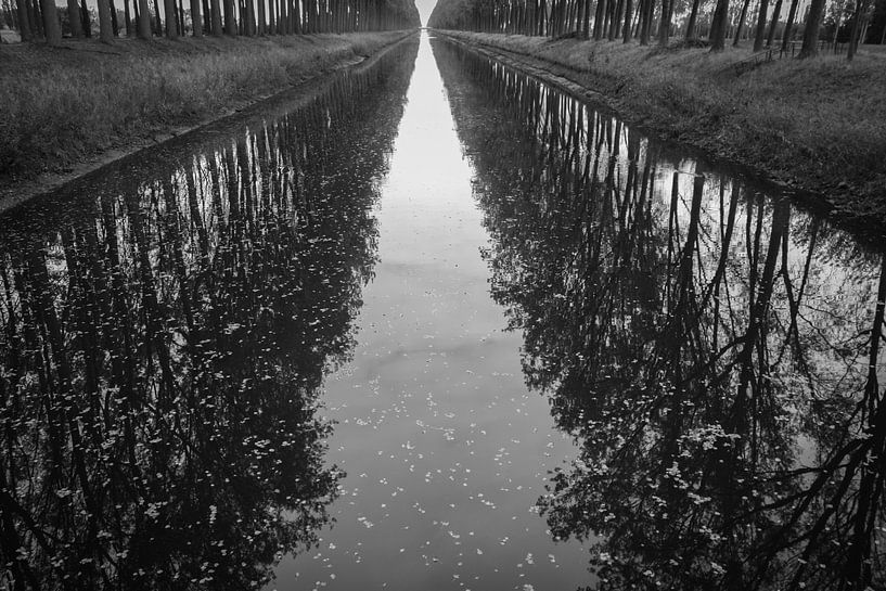 Row of trees. by Kathy Orbie