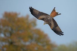 Red Kite en vol de plongée en Angleterre sur Jeroen Stel
