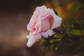 Rose tendre