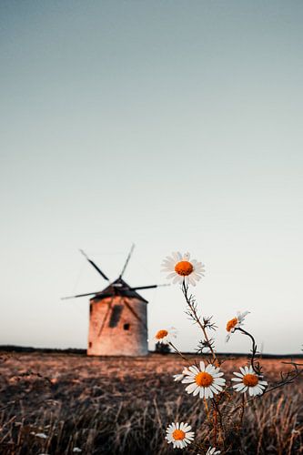 Windmolen in het veld. Landschap shot van Tez met madeliefjes