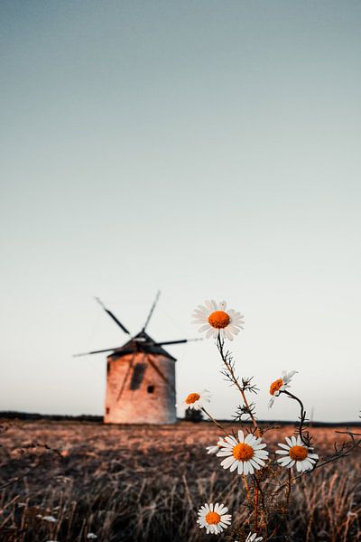 Windmolen in het veld. Landschap shot van Tez met madeliefjes van Fotos by Jan Wehnert