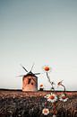 Windmolen in het veld. Landschap shot van Tez met madeliefjes van Fotos by Jan Wehnert thumbnail