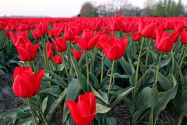 Tulips by Jan Albada