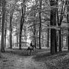 Silhouette Fotografie Frau auf einem Pferd in einem Wald BNW von Martijn Jebbink Photography