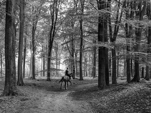 Silhouet Fotografie Vrouw op Paard in Bos zwart-wit