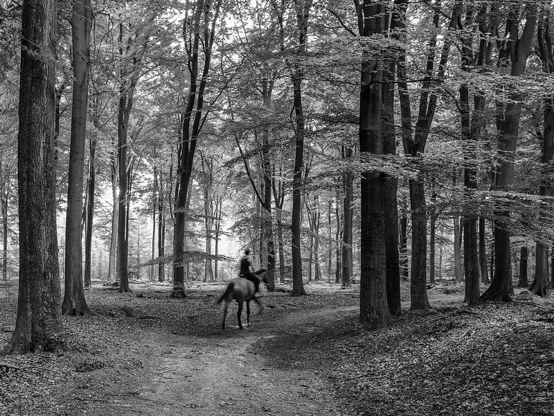 Silhouette Fotografie Frau auf einem Pferd in einem Wald BNW von Martijn Jebbink Photography