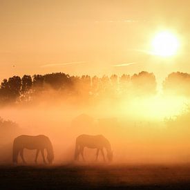 Foggy morning by Raymond Zonneveld