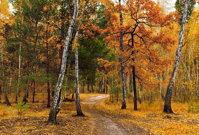 in the autumn forest by Mykhailo Sherman