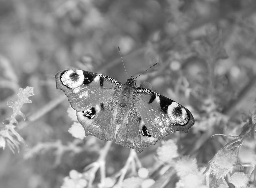 Day peacock in black and white. by Jose Lok