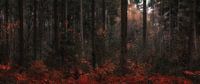 Autumn Dreams (1/4) 