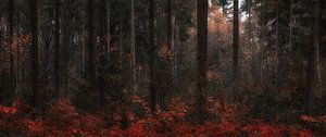 Herbstträume (1/4)  von Remco Lefers