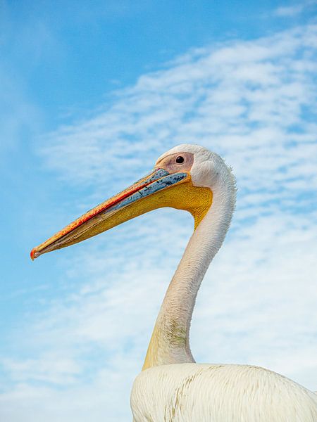 Pelikan-Namibia von Idphotography