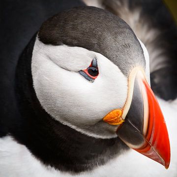 Puffin Portrait by Denis Feiner