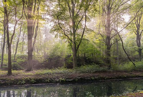 Crepusculaire stralen in Elswout