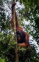 Nest-bouwend Orang Oetan mannetje in natuurreservaat Gunung Leuser - Sumatra, Indonesië