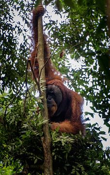 Nest-building Orang Utan male in Gunung Leuser nature reserve - Sumatra, Indonesia by Tim Loos