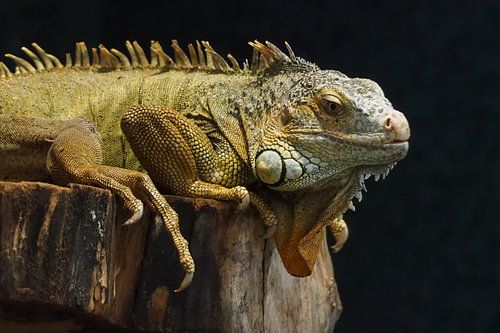 Groene Leguaan :Ouwehands Dierenpark