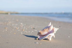 Big Shell