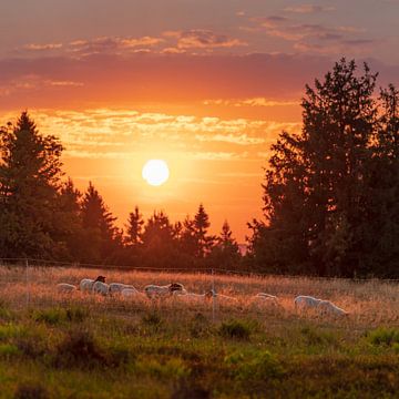 Spaziergang bei Sonnenuntergang von Steven Driesen