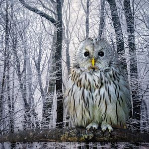 winter-uil-snow