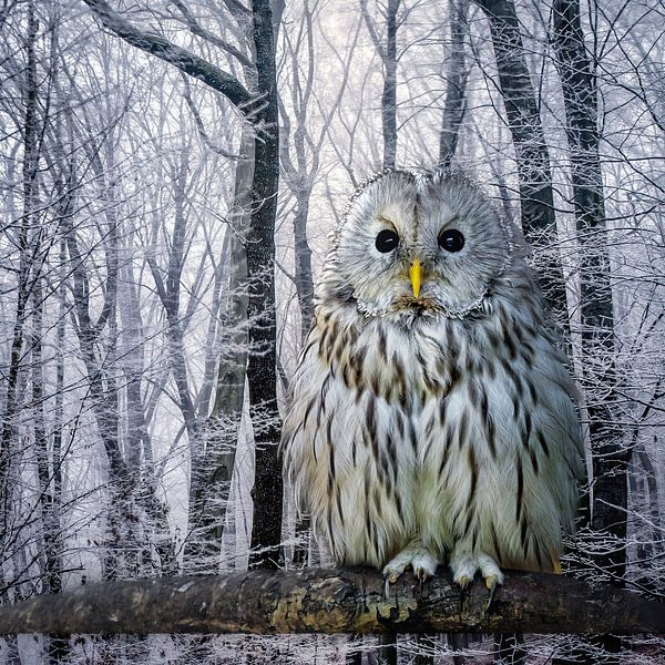 winter-uil-snow von HMS