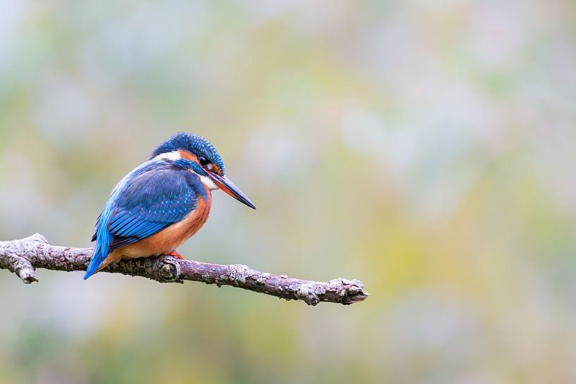 Eisvogel (Alcedo atthis) von Dirk Rüter