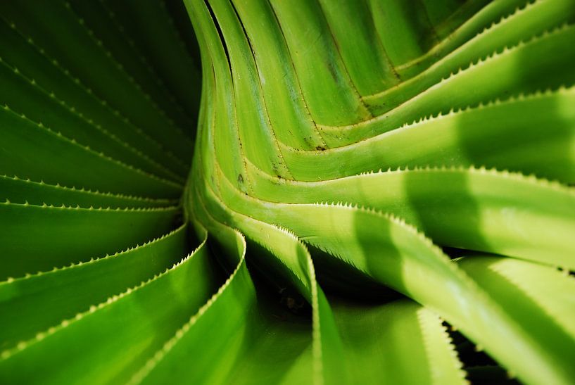 gekromde blad by nick kooijman