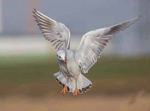 Kokmeeuw in vlucht