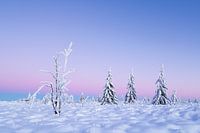 Winterhochmoor