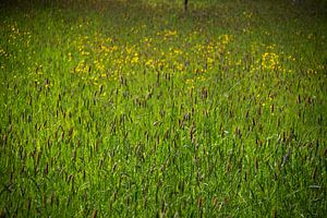 Ein Feld voller Grasfahnen und Butterblumen