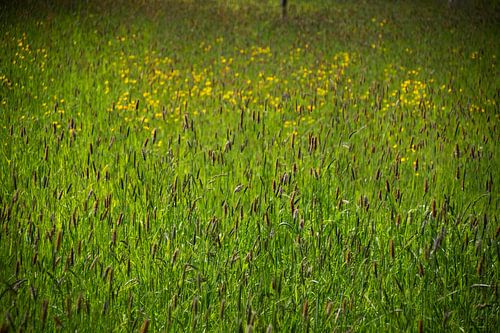 Een veld vol Graspluimen en Boterbloemen