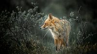 Fox (bronze)