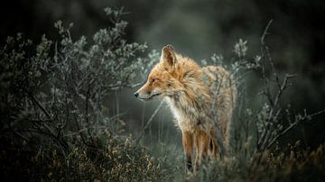 Fox (bronze)