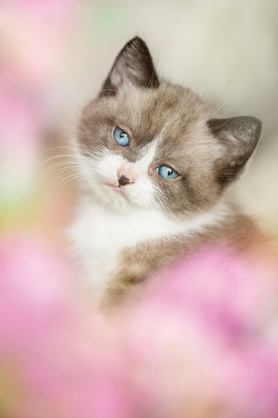 Kitten between pink flowers by Leora Kalisvaart