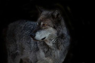 Loup, Loup gris. sur Gert Hilbink