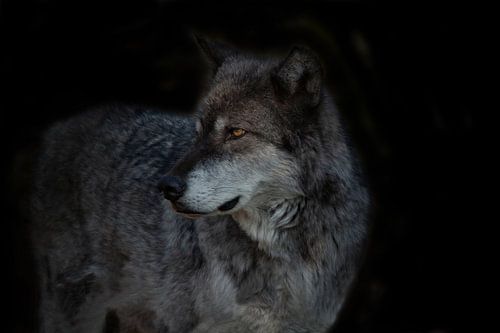 Wolf. Gray Wolf.